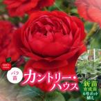 fu.... налог [Apple Roses] роза рассада [ Country * house ] новый рассада выращивание рассада 6 номер pot ..HNNH029 Saitama префектура . талант город 