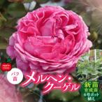 fu.... налог [Apple Roses] роза рассада [meruhen* Koo гель ] новый рассада выращивание рассада 6 номер pot ..HNNH033 Saitama префектура . талант город 