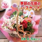 花苗 季節の花苗バスケット Flowershop