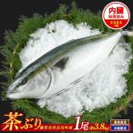 茶ぶり 1尾