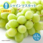 ぶどう 2026年 ご シャイン マスカット
