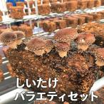 しいたけ ひよりちゃん バラエティセット
