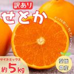 訳あり せとか 5kg