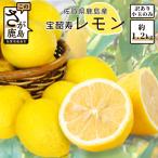 \訳あり&希少品種 低温蔵出し 宝韶寿レモン 約1.2kg