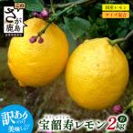 希少な レモン 訳アリ 約2kg
