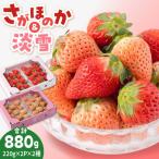 赤白いちご食べ比べセット いちご IAP028