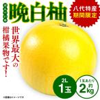晩白柚 ばんぺいゆ 2Lサイズ 約2kg