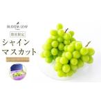 ふるさと納税 BLOOM LEAF シャインマスカット2房 ＜2026年9月5日頃から発送開始＞ 愛媛県内子町