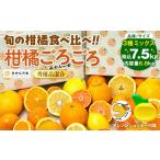 旬の柑橘食べ比べ 柑橘ごろごろ 3種