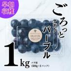 ふるさと納税 【2024収穫分先行予約】 ナガノパープル 1kg ぶどう バラ粒 ぶどう 500g ぶどう 2パック ぶどう 小分け ぶどう 早朝 ぶどう 収穫 .. 愛媛県松山市