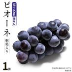 ピオーネ ぶどう 1房 共通返礼品 贈.. つくばみらい市
