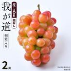 ぶどう 2房 共通返礼品 贈.. つくばみらい市
