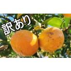 フルーツ 早生 興津 温州 みかん 蜜柑 高品質