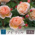 バラ苗鉢植え アイ ウィル