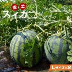 ふるさと納税 【先行予約】赤土スイカ 2玉（Lサイズ）【2026年7月25日以降順次発送予定】 / スイカ 令和8年産 果物 野菜 西瓜 フルーツ ジューシ.. 石川県穴水町