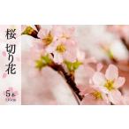 桜 切り花 115cm 5本