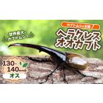 ヘラクレスオオカブト 成虫 オス 1匹