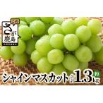 ふるさと納税 【ふるさと納税】【先行予約】ご家庭用 シャインマスカット 約1.3kg 2〜3房 佐賀県産 【2025年8月上旬以降発送】 | ふるさと納税 .. 佐賀県鹿島市