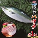 ハマチ 計 1kg