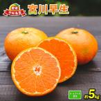 蜜柑 愛媛 宮川早生 5kg