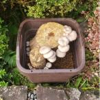 ひらたけの原木プランター栽培完成品