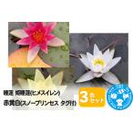 睡蓮 姫睡蓮 ヒメスイレン 3色セット 赤黄白