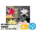 睡蓮 姫睡蓮 ヒメスイレン 4色セット 赤黄桃白