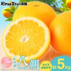 八朔 はっさく 有田産 春みかん 果実サイズおまかせ