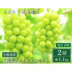 ふるさと納税 【先行予約受付・産直もぎたて】ご褒美シャインマスカット2房(約1.1kg ブドウ シャインマスカット 先行 予約 産地直送 新鮮 送料.. 宮崎県小林市