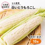 とうもろこし 富良野産 朝穫り 白い 吉中農園
