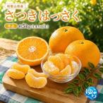和歌山 さつきはっさく 5kg