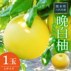 晩白柚 Lサイズ 1玉