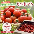 野菜ソムリエ 岡田健志郎が育てた ミニトマト 3kg以上