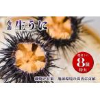 1369 殻付きウニ 特大8個 生うに 雲丹