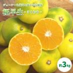 温州みかん 極早生 約3kg