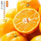 こだわりの極早生みかんYN26 5kg