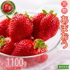 暖家のいちご 完熟あまおう 約275g×4パック