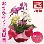 胡蝶蘭 花 おまかせミニ胡蝶蘭 5本寄せ35輪以上
