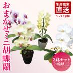 ふるさと納税 おまかせミニ胡蝶蘭（単鉢・7輪以上）3鉢セット【お花 花 コチョウラン 胡蝶蘭 蘭 贈り物 プレゼント 誕生日 お祝い 誕生日 母の日.. 茨城県鹿嶋市