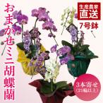 胡蝶蘭 花 おまかせミニ胡蝶蘭 3本寄せMIX