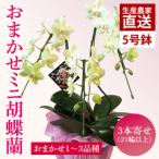 ふるさと納税 花農家応援企画！！おまかせミニ胡蝶蘭（3本寄せ）【お花 花 コチョウラン 胡蝶蘭 蘭 ラッピング 贈り物 プレゼント 誕生日 お祝い.. 茨城県鹿嶋市