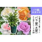 花巻温泉バラ園で育った バラ大苗 7号サイズ