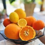 ふるさと納税 ご家庭用 旬の 柑橘 
