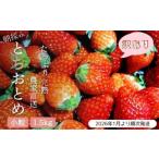 ふるさと納税 【2026年1月より発送】いちご専門農家直送!朝摘み収穫したて小粒完熟とちおとめ 1.5kg ジャム用におススメ! / いちご 苺 イチゴ.. 茨城県利根町