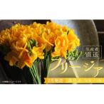 :香り華やぐ フリージア 黄色 50本