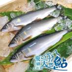 飛騨庄川の天然鮎 4尾