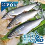 飛騨庄川の天然鮎 6尾