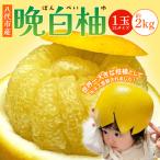晩白柚 ばんぺいゆ 3Lサイズ 1玉