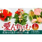 ふるさと納税 愛んすりうむ アンスリウム Ｌ（2株寄植え／大） 花 はな 観葉植物 贈り物 C17 湖東フラワー 東近江 アンスリウム  花 滋賀県東近江市