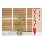 ガーデニング 鉢植え ジューンベリー